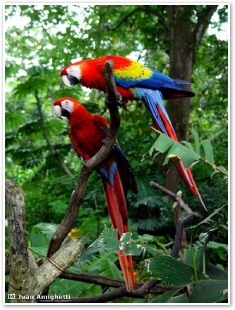 scarlet macaws in costa rica